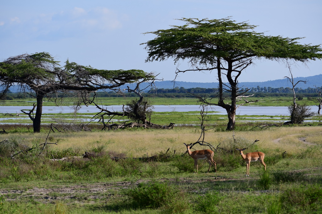 Selous NP